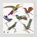 Suche nach kolibris einladungen Vogel