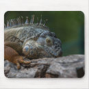 Suche nach eidechse mousepads Leguan