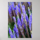 Suche nach salvia poster Natur