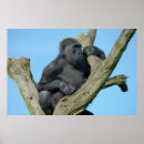 Suche nach gorillas poster Natur