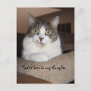 Suche nach lustiges katzenbild postkarten Für alle