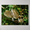 Suche nach getrocknete blumen poster Flora