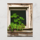 Suche nach rustikales fenster postkarten Pflanze