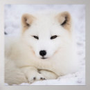 Suche nach weißer fuchs poster Tierwelt