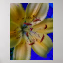 Suche nach lilly poster Lilie