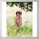 Suche nach meerkats poster Spaß