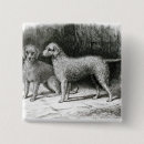 Suche nach züchten buttons Terrier