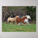 Suche nach ponys poster Tier