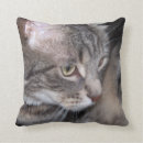 Suche nach graue tabbykatze Katzenartig