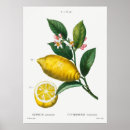 Suche nach orange fruit poster Vintage