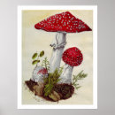 Suche nach toadstool poster Aquarell
