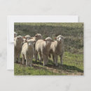 Suche nach wollig postkarten Niedlich