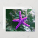 Suche nach stachelhäuter postkarten Seestern