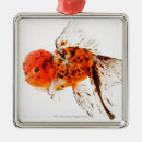 Suche nach goldfische ornamente Meereswelt