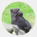 Suche nach gorillas aufkleber Affe