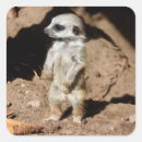 Suche nach meerkat aufkleber Afrika