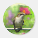 Suche nach kolibri magnete Hummer