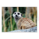 Suche nach meercat Tier