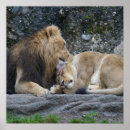 Suche nach lions poster Liebe