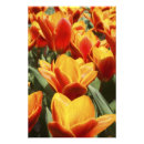 Suche nach keukenhof poster Grün