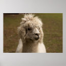 Suche nach alpaka poster Tier