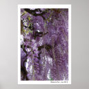 Suche nach wisteria poster Fotografie