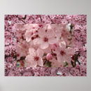 Suche nach rosa blüten auf baum poster Frühlingsblüten