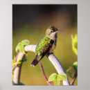Suche nach kolibri poster Niedlich