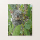 Suche nach niedlicher koala puzzle Koalgebär