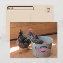 Suche nach niedliche hühner postkarten Huhn