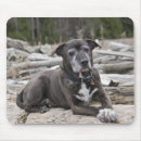 Suche nach staffordshire terrier elektronik zubehör Stier