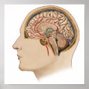 Suche nach ähnlichkeiten Neurowissenschaft
