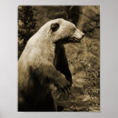 Suche nach vintage bear poster Tierwelt