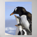 Suche nach antarktische halbinsel poster Vogel
