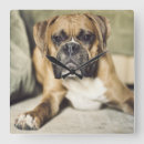 Suche nach boxer wanduhren Puppy
