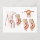 Suche nach querschnitt postkarten Biologie