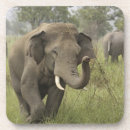 Suche nach asiatischer elefant untersetzer Nationalpark
