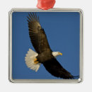 Suche nach fliegender vogel ornamente Haliaeetus