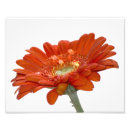 Suche nach gerbera kunst Fotografie
