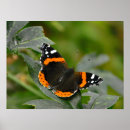 Suche nach roter schmetterling poster Natur