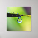 Suche nach wassertropfen leinwandbilder Makro