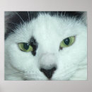 Suche nach cat eyes poster Augen