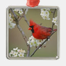 Suche nach singvogel ornamente Wildnis