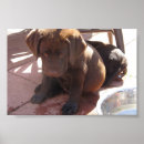 Suche nach labrador welpe poster Welpen