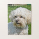 Suche nach bichon frise puzzle Dog