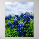 Suche nach texas bluebonnet poster Blüten