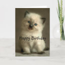 Suche nach ragdoll katzen karten Fotografie