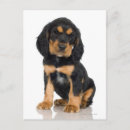 Suche nach rottweiler postkarten Kaninchen
