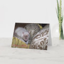 Suche nach haustierratte Ratten