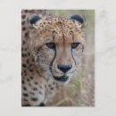Suche nach gepard postkarten Afrikanisch